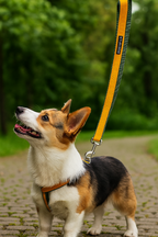 Double webbing Leash- 6 FT Yellow