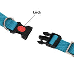 Collars for dog - Turquish blue