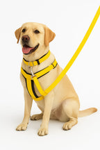 Soft Padded Harness,Collar and Leash