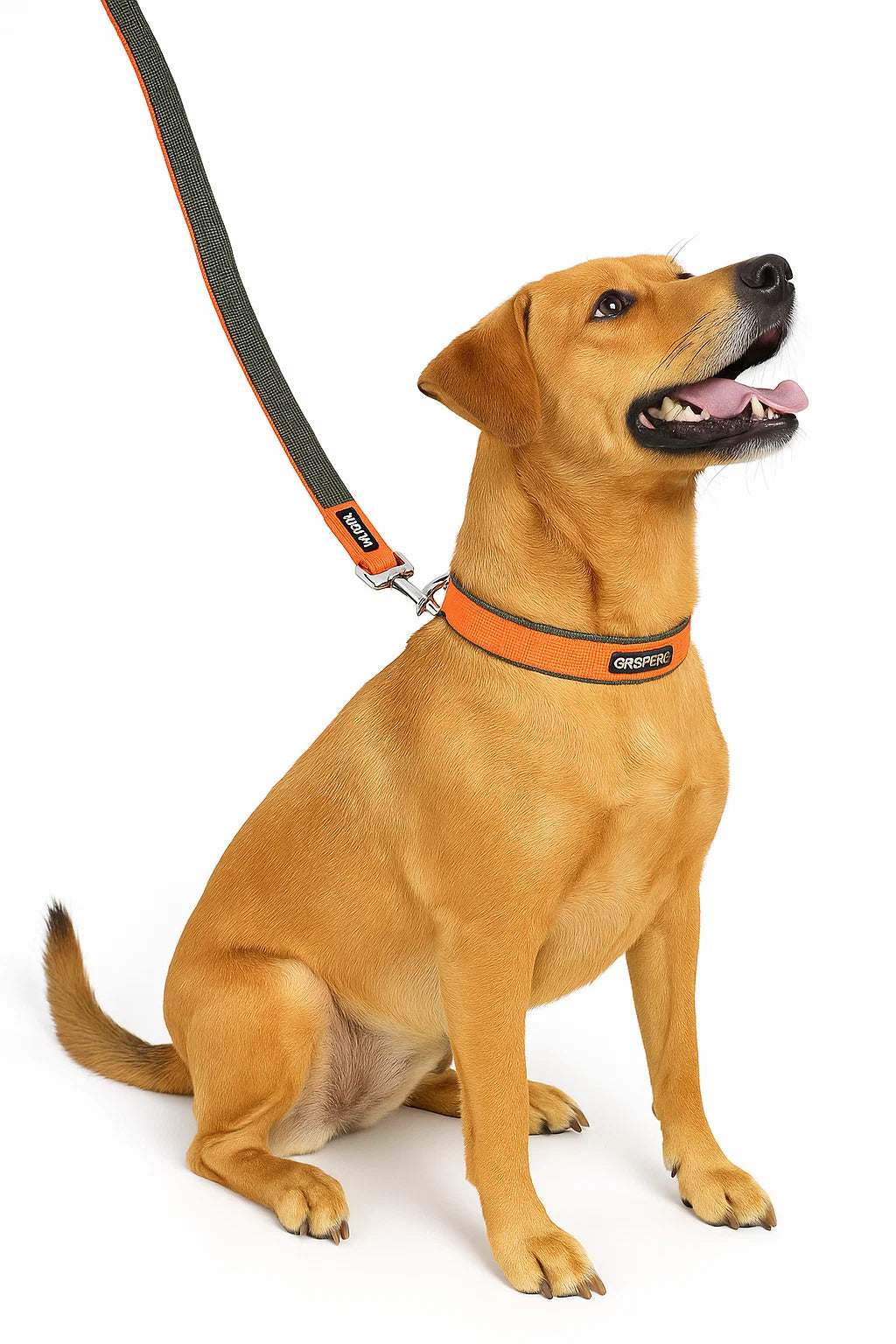 6 Feet Dog Leash - Orange