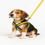 Soft Padded Harness,Collar and Leash